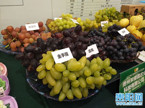 2019中國貴陽國際特色農(nóng)產(chǎn)品交易會盛大開幕，農(nóng)產(chǎn)品貿(mào)易迎來新機(jī)遇