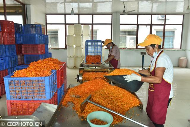 衡東三樟鎮 黃貢椒“變身”剁辣椒，線上加工助農增收
